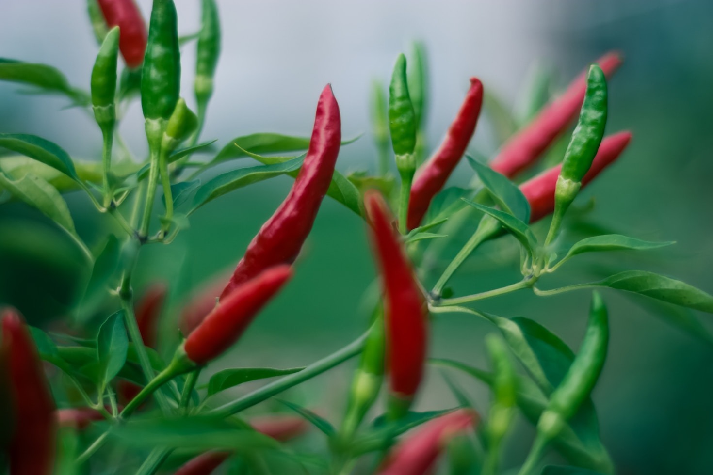 The Botany of Chile Peppers: A Primer